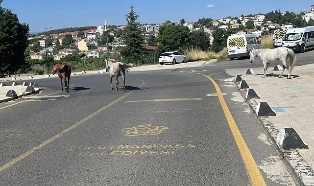 Başıboş atlar mahalle sakinlerini tedirgin ediyor