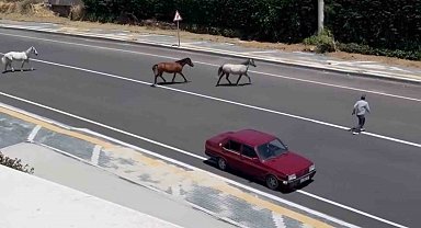 Başıboş atlar yürekleri ağza getirdi
