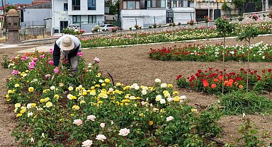 Başiskele'de 15 bin gülün açtığı bahçede görsel şölen