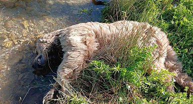 Bayburt'ta yaralı halde görülen bozayı ölü bulundu