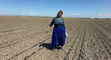 Belindeki 8 platinle tarlada ekmeğini kazanıyor