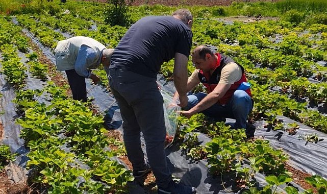 Beyşehir'de çilek hasadı öncesi pestisit denetimleri