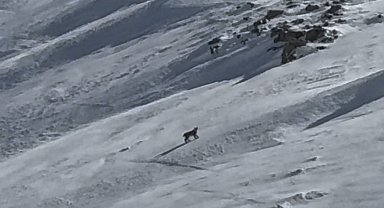 Bitlis'te nesli tehlike altında olan vaşak görüntülendi