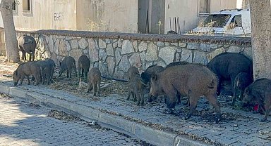 Bodrum'da gündüz vakti domuz sürüsü mahalleye indi