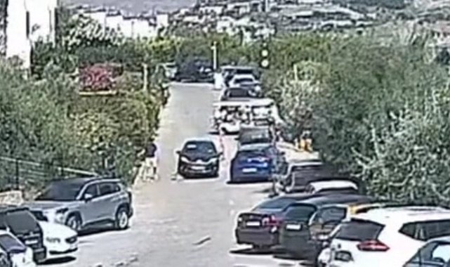 Bodrum'daki köpek davasında sanık beraat etti