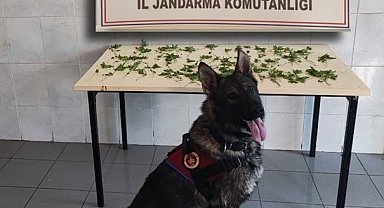 Bolu'da jandarmadan peş peşe uyuşturucu ve kaçakçılık operasyonları: 3 tutuklama