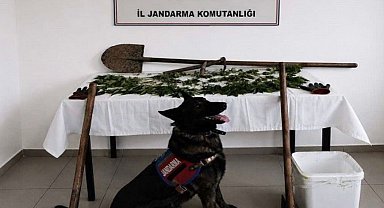 Bolu'da kenevir bahçesi oluşturan şüpheli tutuklandı