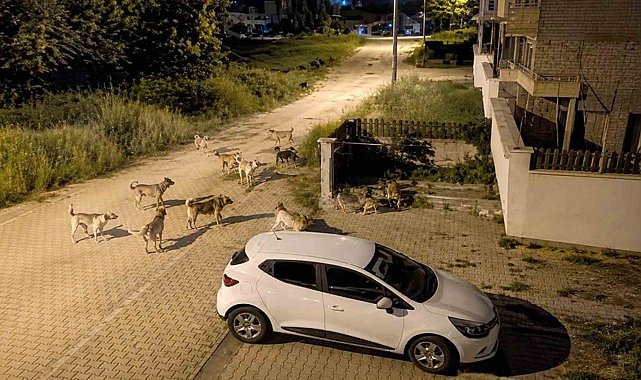 Bolu'da köpek sürüsü tedirginliği
