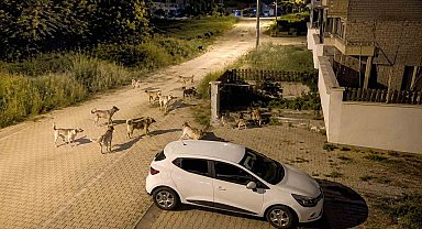 Bolu'da köpek sürüsü tedirginliği