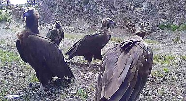 Bolu'da nesli tehlike altında olan kara akbabalar görüntülendi