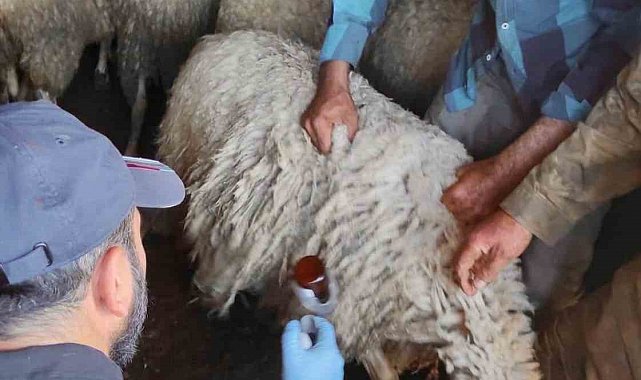Bolvadin'de küçükbaş hayvanlara yönelik aşılama ve küpeleme çalışması