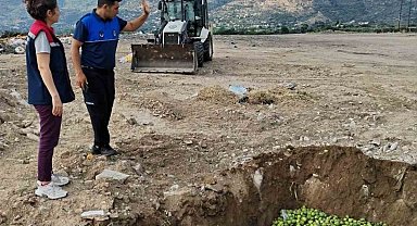 Bozdoğan'da hastalıklı ilekler imha edildi