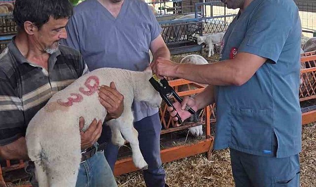 Bozdoğan'da hayvan sağlığı ekipleri sahada