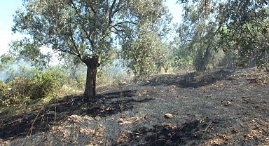 Burhaniye'de çıkan arazi yangınında çok sayıda zeytin ağacı zarar gördü