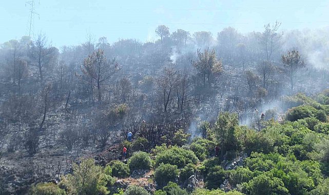 Burhaniye'de çıkan orman yangınında yaklaşık 10 dekar alan zarar gördü