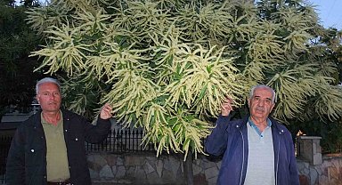 Burhaniye'de kestane ağaçları çiçek açtı