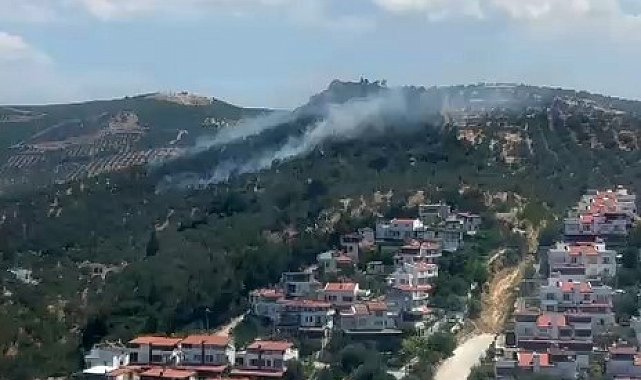 Burhaniye'deki zeytinlik yangını kontrol altına alındı