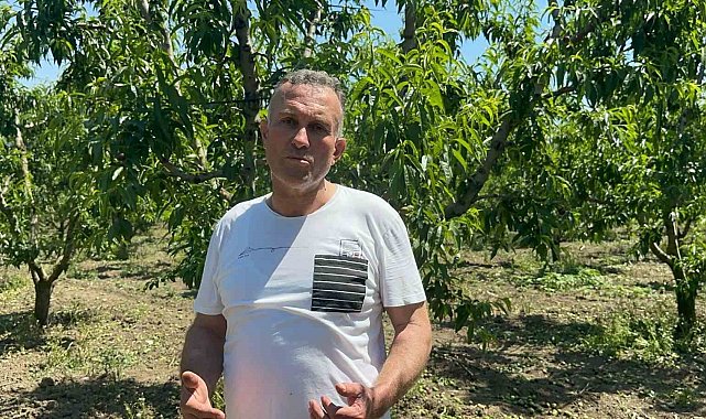 Bursa Ovası'nda dallarda üzüm salkımı gibi nektarin olunca "tekleme" uzun sürdü