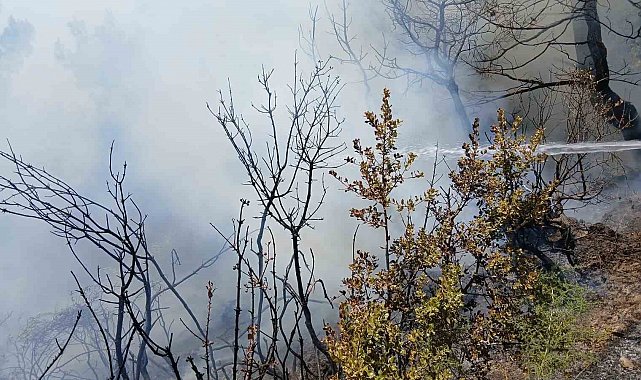 Bursa'da piknik alanı yakınındaki yangın korkuttu