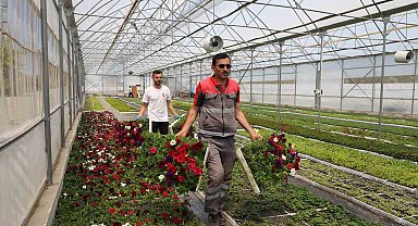 Büyükşehir'in ürettiği çiçekler Ordu'yu renklendiriyor