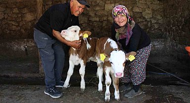 Buzağılarına hayranı oldukları şarkıcının ismini verdiler: 'Yıldız' ve 'Tilbe'