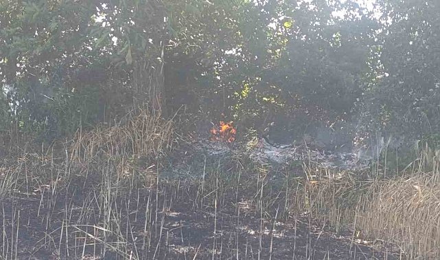 Çan'da tarla yangınında 2 ekili alan kül oldu