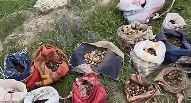 Çankırı'da izinsiz salep toplayan 10 kişiye 6 milyon 992 bin TL ceza