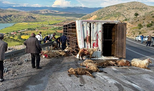 Canlı hayvan taşıyan kamyon kaza yaptı, koyunlar telef oldu
