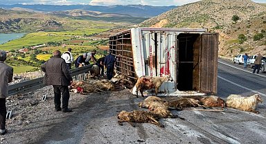 Canlı hayvan taşıyan kamyon kaza yaptı, koyunlar telef oldu