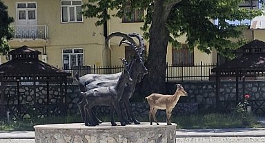 Çemişgezek'te tebessüm ettiren an: Gerçeği ve heykeli aynı karede