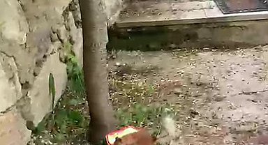 Ceviz bulamayınca kabı protesto etti: Sincap ile vatandaşın diyaloğu gülümsetti