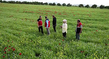 Çiftçiler, kuraklık ve zirai dona dayanıklı ürünlere yöneldi
