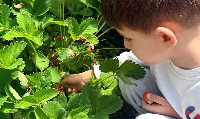 Çıldır Anaokulu öğrencileri çilek hasadında buluştu