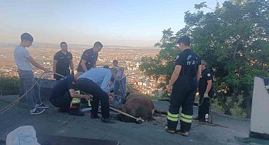Çöken çatıda mahsur kalan ineği itfaiye kurtardı