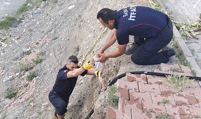 Çorum'da çaya düşen kediyi itfaiye kurtardı