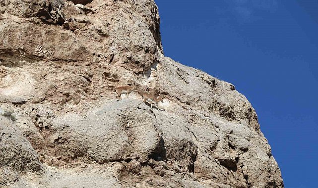 Dağ keçilerinin kayalıklardaki oyunu kameralara yansıdı