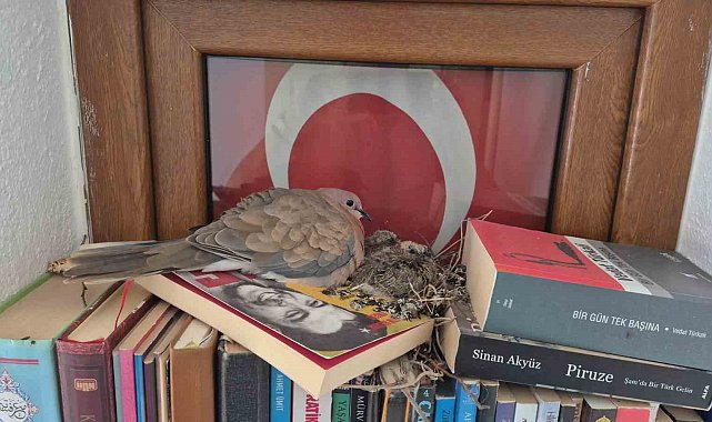 Datça'da kumrular bir evin kitaplığına yuva yaptı