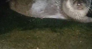 Denizden çıkıp balık yediler, yeniden kayboldular