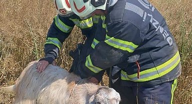 Denizli'de kuyuya düşen keçileri itfaiye kurtardı
