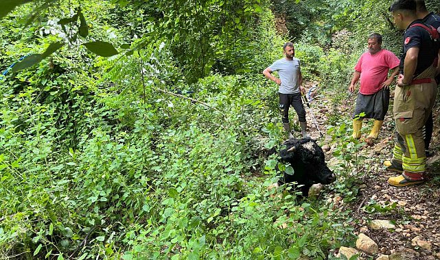 Dereye düşen inek kepçeyle kurtarıldı