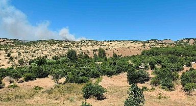 Dicle'de ağaçlık alanda yangın