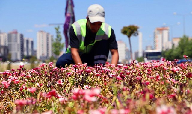 Diyarbakır'da 500 bin Çin karanfili üretildi, çiçekler toprakla buluştu
