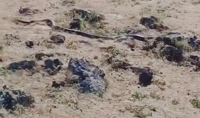 Diyarbakır'da yaklaşık 3 metre uzunluğunda yılan görüntülendi