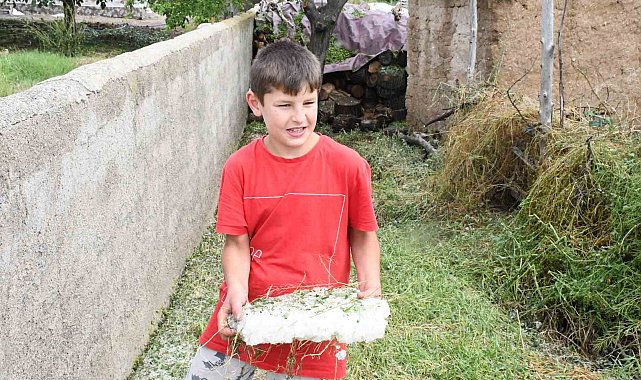 Dolu ve sel vurdu, hasada günler kala arpa tarlaları zarar gördü