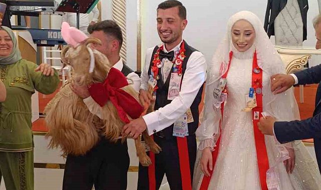 Düğünde altın değil keçi takıldı