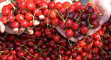 Dünyaca ünlü Demirci kirazında hasat başladı