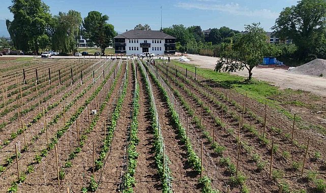 Düzce'de Ata tohumu üretimi büyüyor