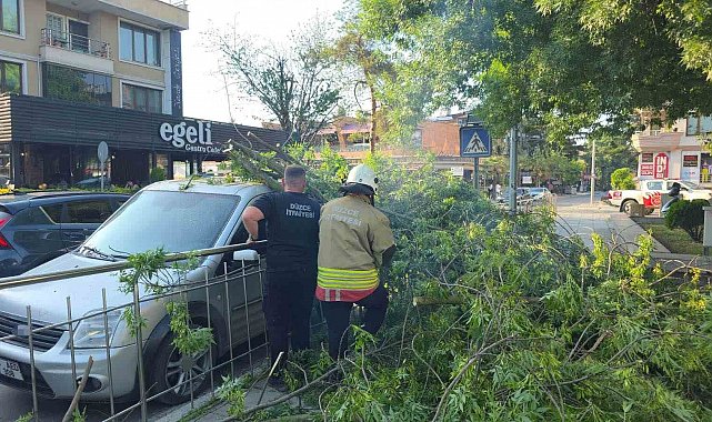 Düzce'de üzerine ağaç devrilen araca "hatalı park" cezası