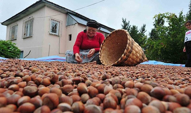 Düzce'den AB ülkelerine 5 bin 291 ton fındık ihraç edildi
