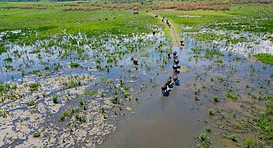 Eber Gölü'nde oluşan manzara Serengeti Parkı'nı aratmadı
